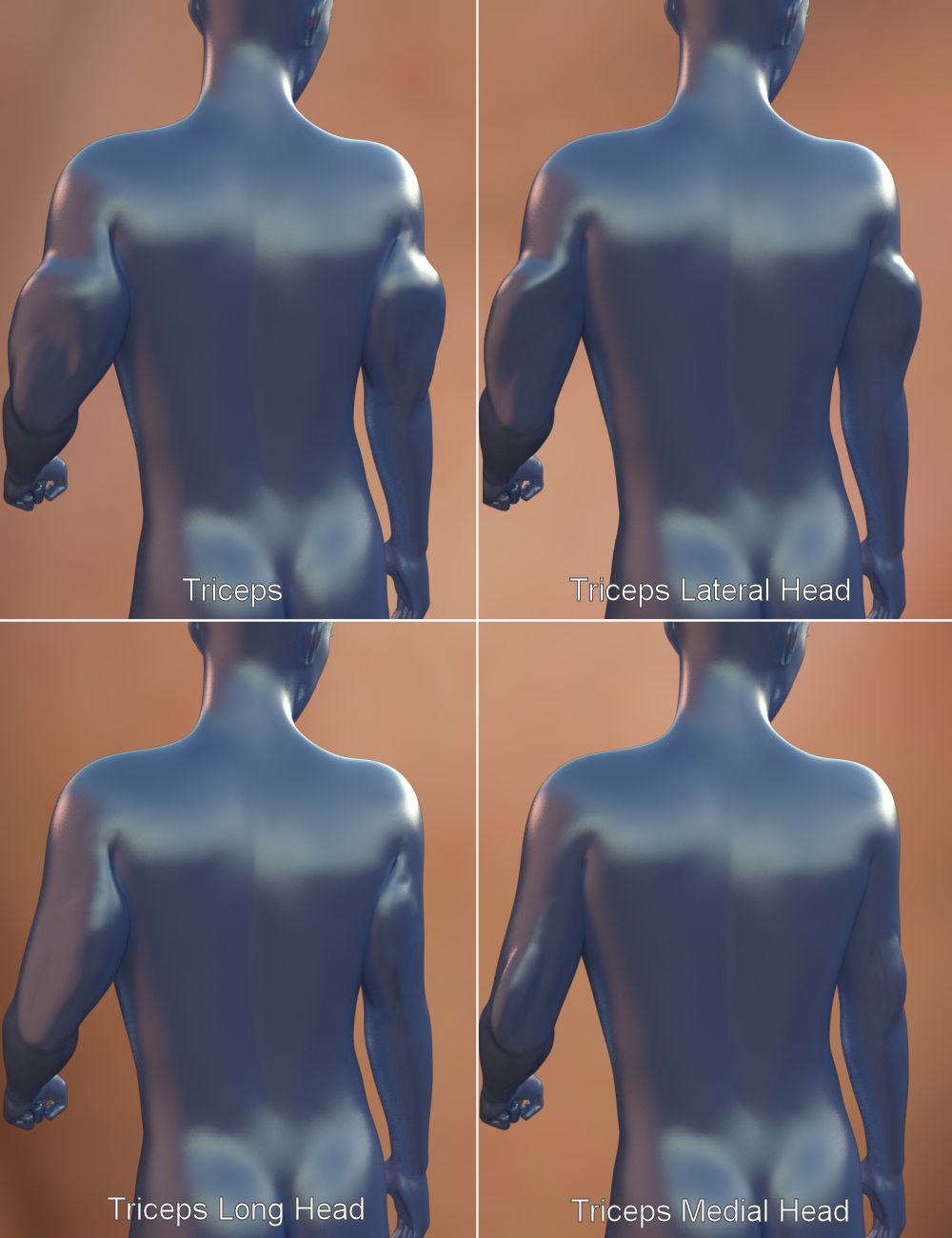 Musculature HD Morphs for Genesis 3 Male(s) | Daz 3D