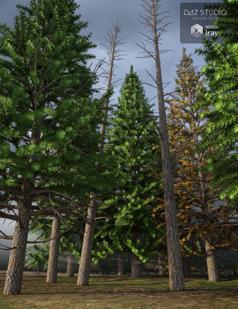 Evergreen Fir Trees by: Merlin Studios, 3D Models by Daz 3D