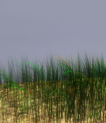 Simple Grass Simple Grass by: EvilinnocenceRuntimeDNA, 3D Models by Daz 3D