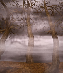 Widow's Woods: Forest by: EvilinnocenceRuntimeDNA, 3D Models by Daz 3D
