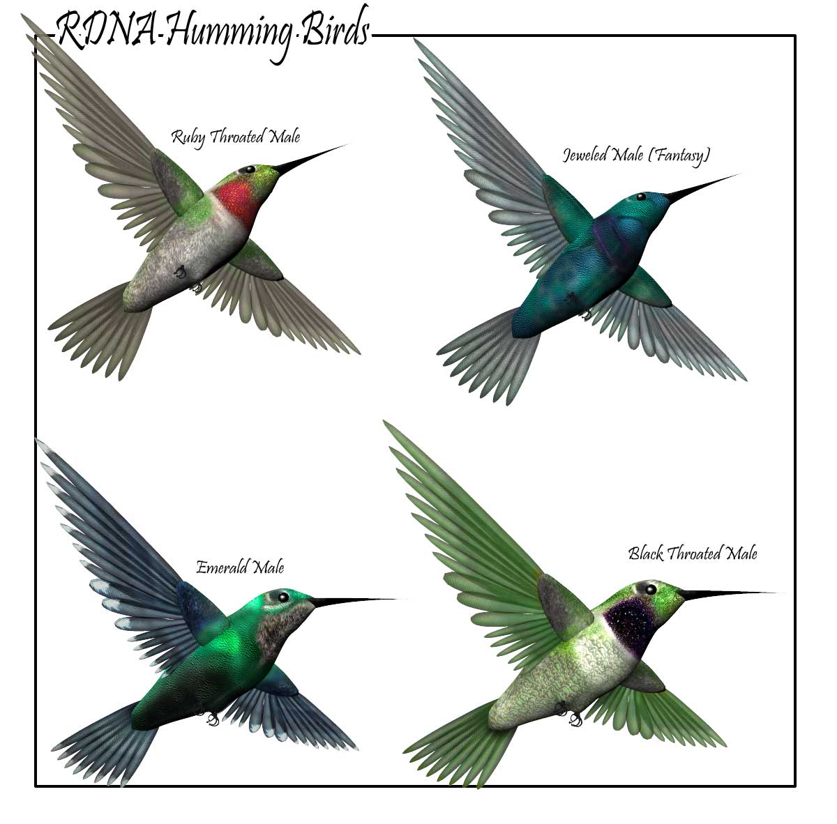 RDNA Humming Bird by: RuntimeDNATraveler, 3D Models by Daz 3D