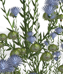 Modualz Clump Flowers Vol 3 by: RuntimeDNATraveler, 3D Models by Daz 3D