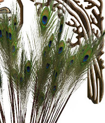 RDNA Egyptine Peacock Feather Clumps by: RuntimeDNATraveler, 3D Models by Daz 3D