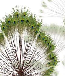 RDNA Egyptine Peacock Feather Sprays by: RuntimeDNATraveler, 3D Models by Daz 3D