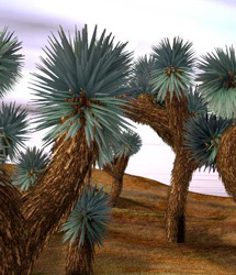 RDNA Joshua Trees RDNA Joshua Trees by: TravelerRuntimeDNA, 3D Models by Daz 3D