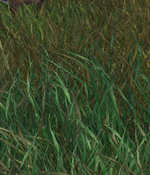 RDNA Grasslands Volume  8 by: RuntimeDNATraveler, 3D Models by Daz 3D