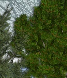 RDNA Winter Foliage - Evergreens 1 RDNA Winter Foliage - Evergreens 1 by: TravelerRuntimeDNA, 3D Models by Daz 3D