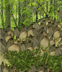 Grasslands Foliage - Volume 4 by: RuntimeDNATraveler, 3D Models by Daz 3D