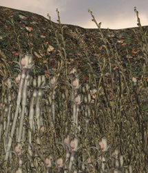 Grasslands Foliage - Volume 5 Grasslands Foliage - Volume 5 by: RuntimeDNATraveler, 3D Models by Daz 3D