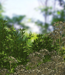 Traveler's Naturals - Grasslands Foliage Vol 8 by: TravelerRuntimeDNA, 3D Models by Daz 3D