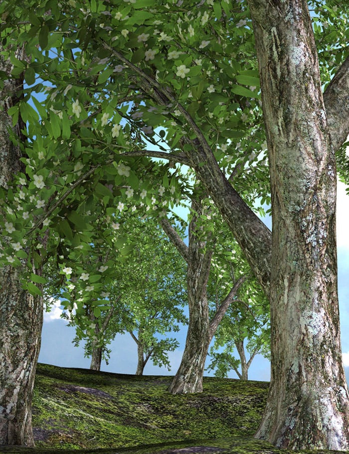 Traveler's Naturals - Real Deal Trees Vol 1 by: TravelerRuntimeDNA, 3D Models by Daz 3D
