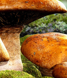 Traveler's Naturals - Mushroom Singles Vol 1 by: RuntimeDNATraveler, 3D Models by Daz 3D