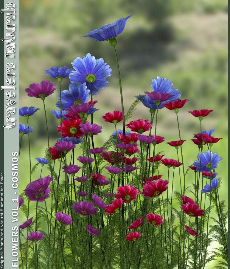 Traveler's Naturals - Flowers Vol 1 - Cosmos by: TravelerRuntimeDNA, 3D Models by Daz 3D