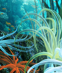 Traveler's Naturals - Tropical Anemones Vol 1 Traveler's Naturals - Tropical Anemones Vol 1 by: RuntimeDNATraveler, 3D Models by Daz 3D