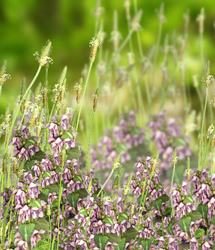Grasslands Foliage Vol 11 Grasslands Foliage Vol 11 by: RuntimeDNATraveler, 3D Models by Daz 3D