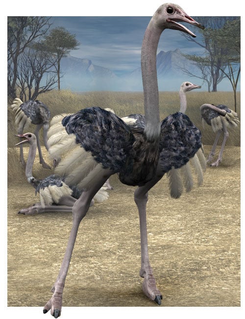 Noggin's Ostrich by: noggin, 3D Models by Daz 3D