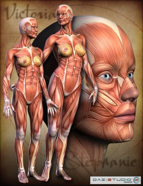 Victoria 3 & Stephanie Petite Muscle Maps by: shaunahowell, 3D Models by Daz 3D