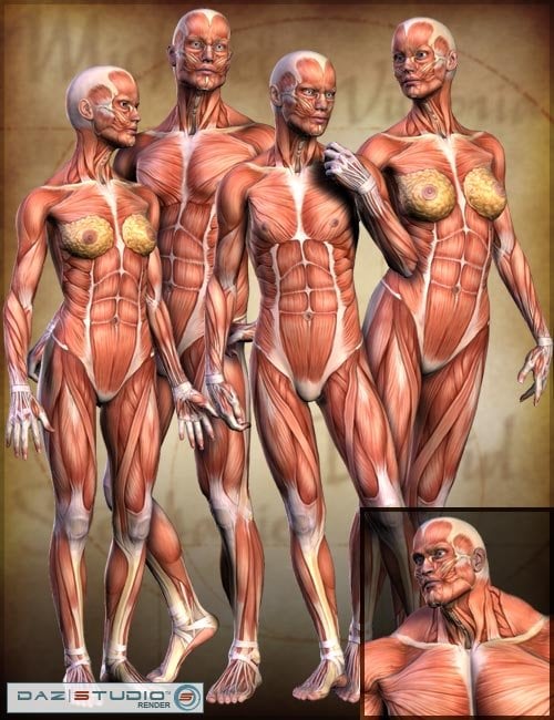 Millennium Muscle Maps by: shaunahowell, 3D Models by Daz 3D