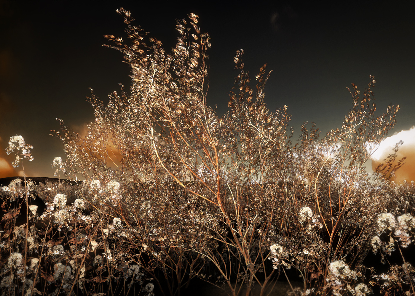 TerraNaturals Volume 1 - Desert TerraNaturals Volume 1 - Desert by: RuntimeDNASyydTraveler, 3D Models by Daz 3D