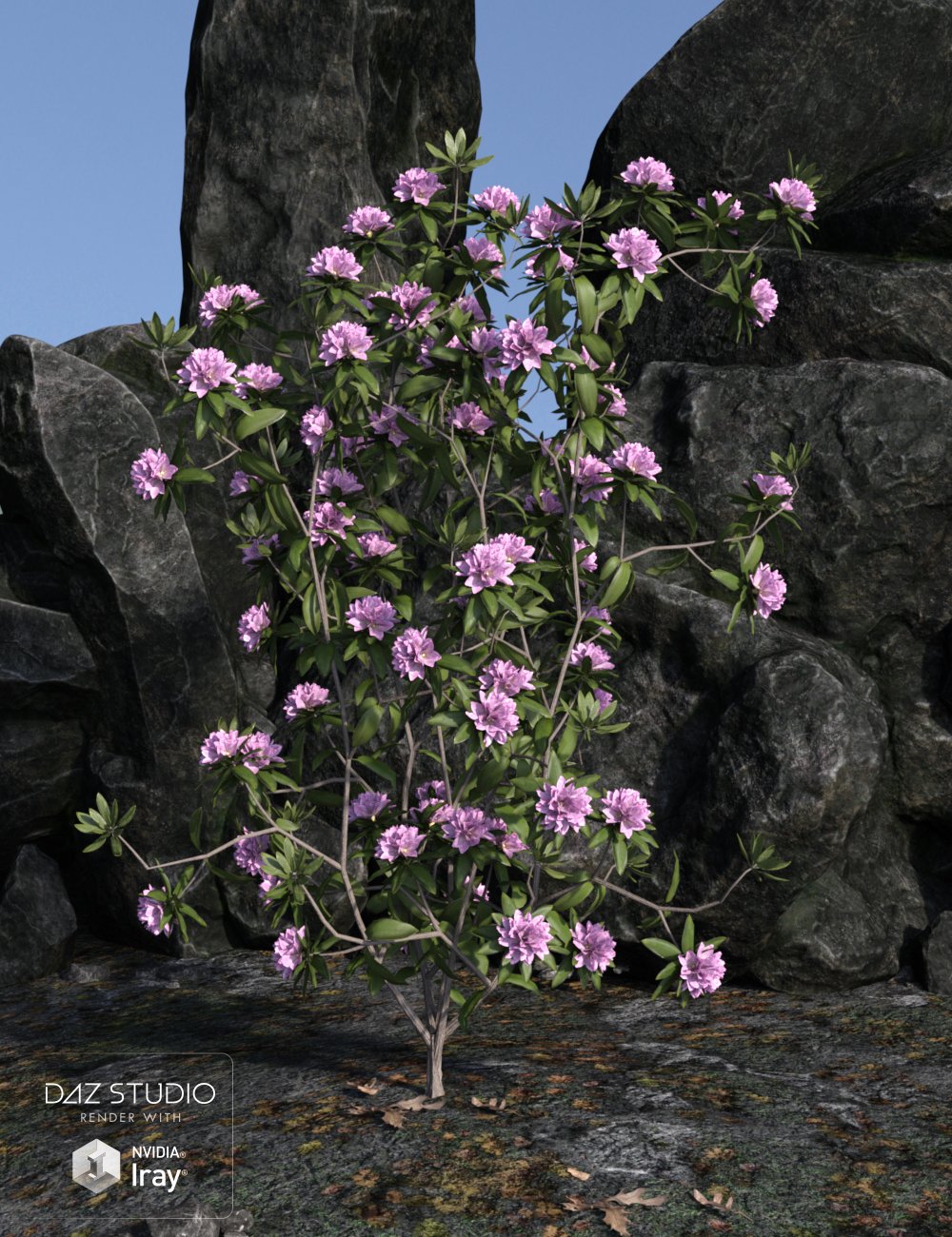 Dumor Scenics - Rhododendrons by: Dumor3D, 3D Models by Daz 3D