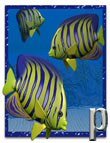 Angelfish Angelfish by: , 3D Models by Daz 3D