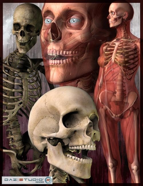 V3 & M3 Skeletons (Upgrade from Skeleton) by: , 3D Models by Daz 3D