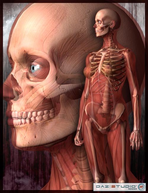 Victoria 3 and Michael 3 Skeletons Victoria 3 and Michael 3 Skeletons by: , 3D Models by Daz 3D