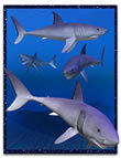 Shark by: , 3D Models by Daz 3D