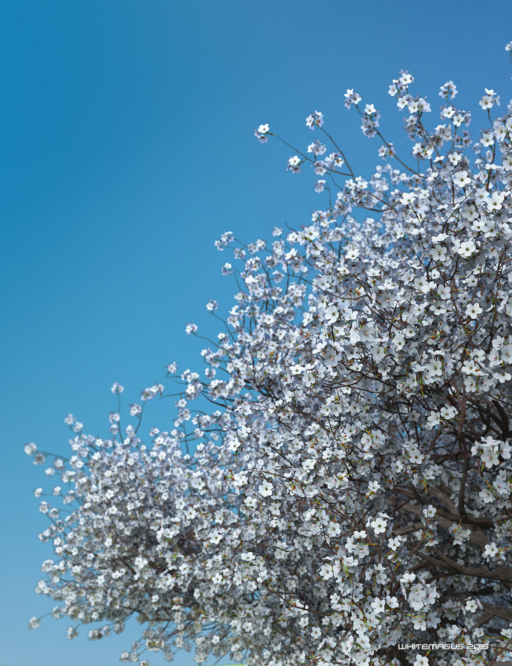 Sakura Extreme Detail Sakura Extreme Detail by: Whitemagus, 3D Models by Daz 3D