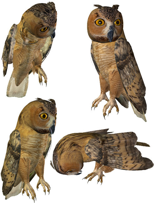 Noggin's Poser Owl by: noggin, 3D Models by Daz 3D