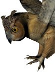 Noggin's Poser Owl by: noggin, 3D Models by Daz 3D