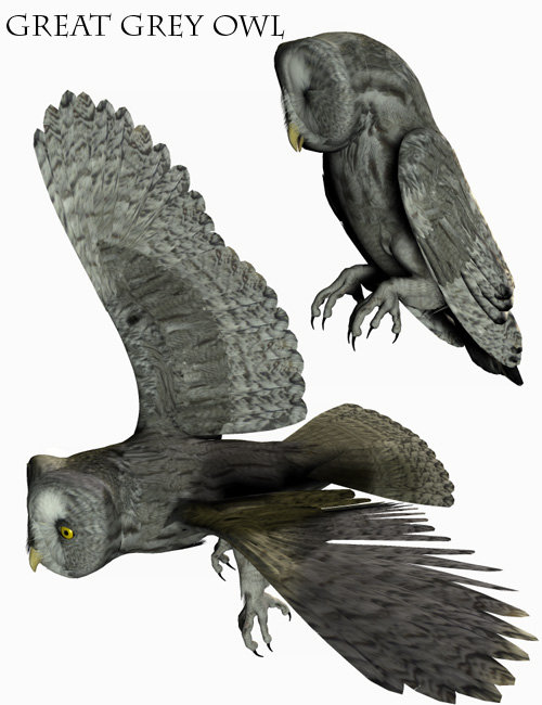 Noggin's Owl Species by: noggin, 3D Models by Daz 3D