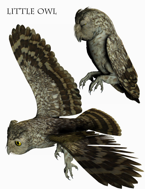 Noggin's Owl Species Noggin's Owl Species by: noggin, 3D Models by Daz 3D