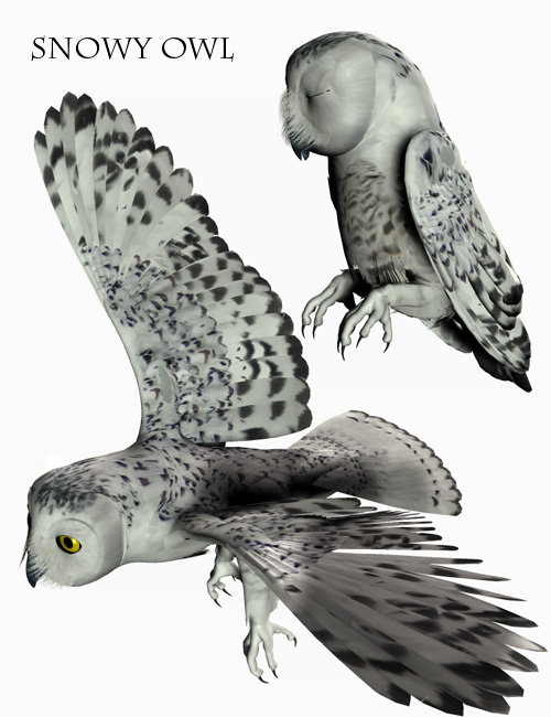 Noggin's Owl Species by: noggin, 3D Models by Daz 3D