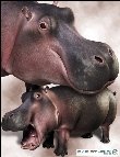 3D Hippo 3D Hippo by: , 3D Models by Daz 3D