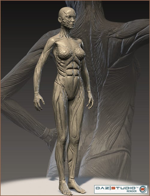 Victoria 4 Muscle Maps Victoria 4 Muscle Maps by: , 3D Models by Daz 3D