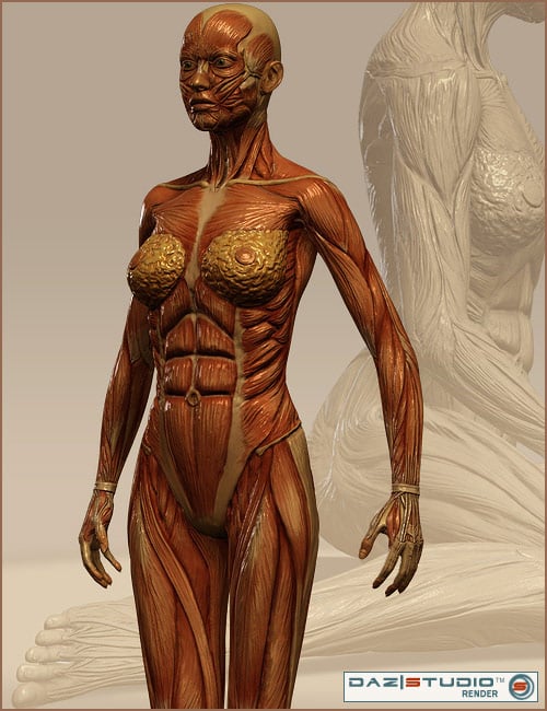 Victoria 4 Muscle Maps by: , 3D Models by Daz 3D
