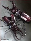 Stag Beetle by: RavnheartBarbara Brundon, 3D Models by Daz 3D