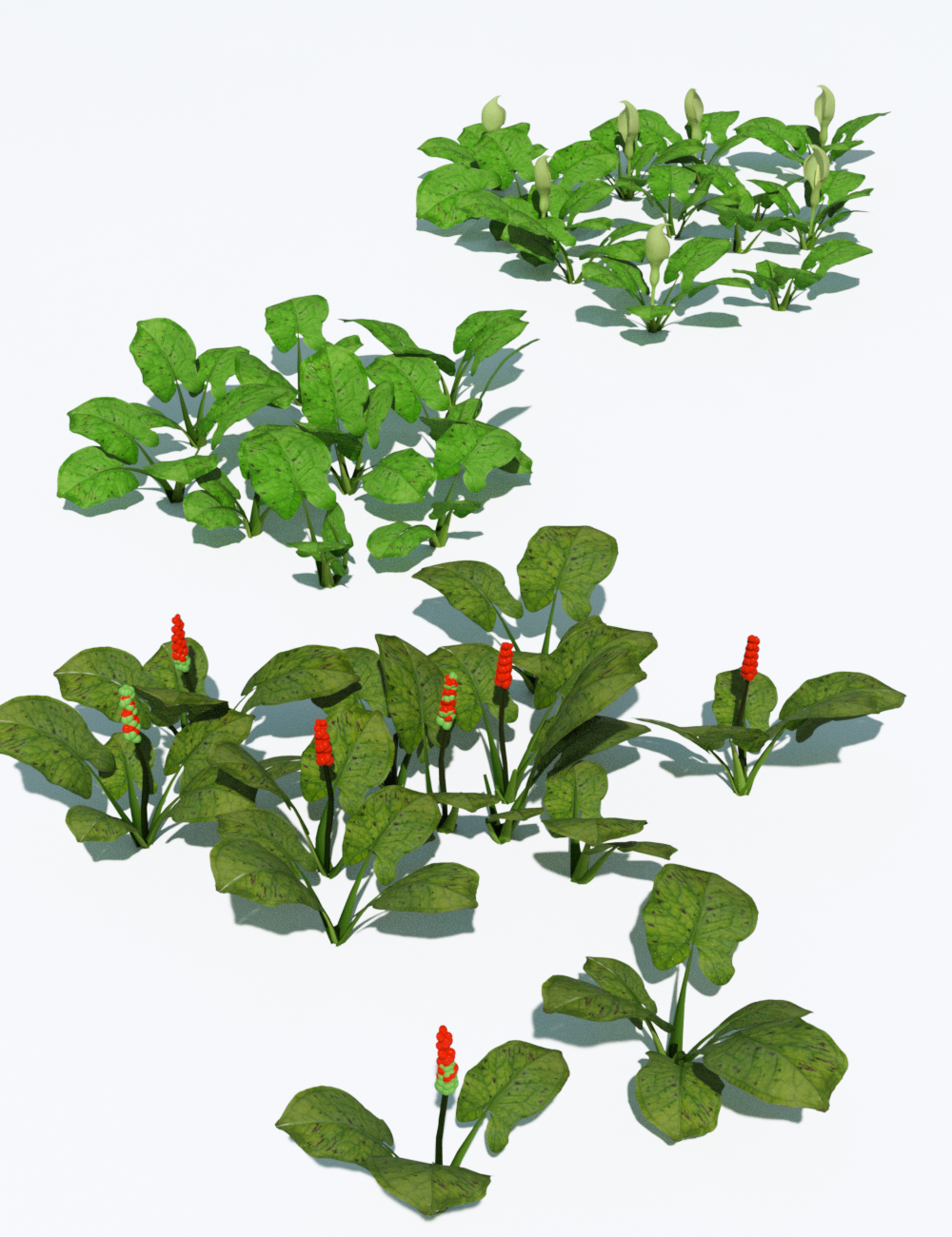 Wild Arums - A wild flower bundle for Daz Studio by: MartinJFrost, 3D Models by Daz 3D