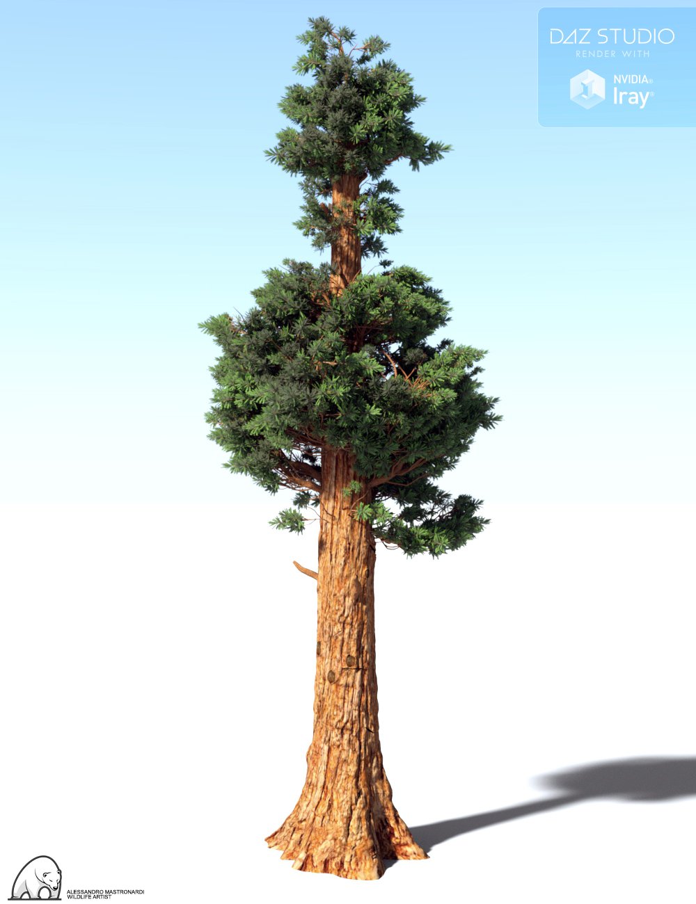 Giant Sequoia By Am 