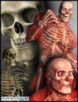 Freak 3 Skeleton Freak 3 Skeleton by: Sequestrian, 3D Models by Daz 3D