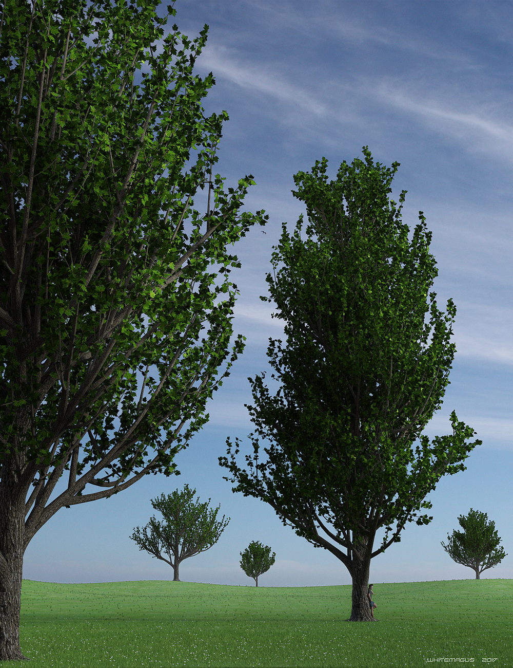 Maple Trees by: Whitemagus, 3D Models by Daz 3D