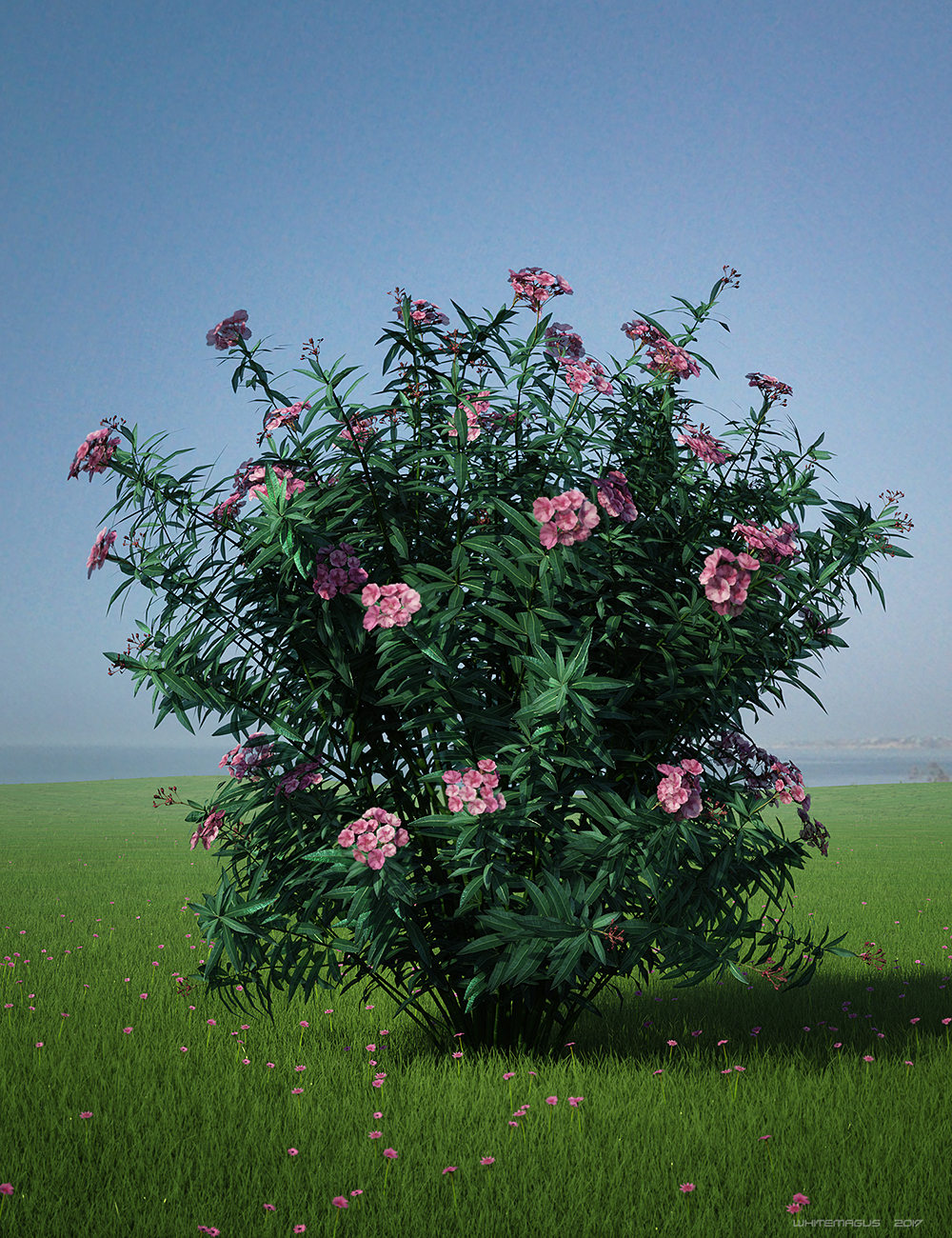 Nerium Oleander Nerium Oleander by: Whitemagus, 3D Models by Daz 3D