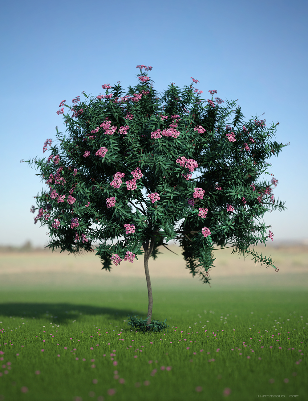 Nerium Oleander Nerium Oleander by: Whitemagus, 3D Models by Daz 3D