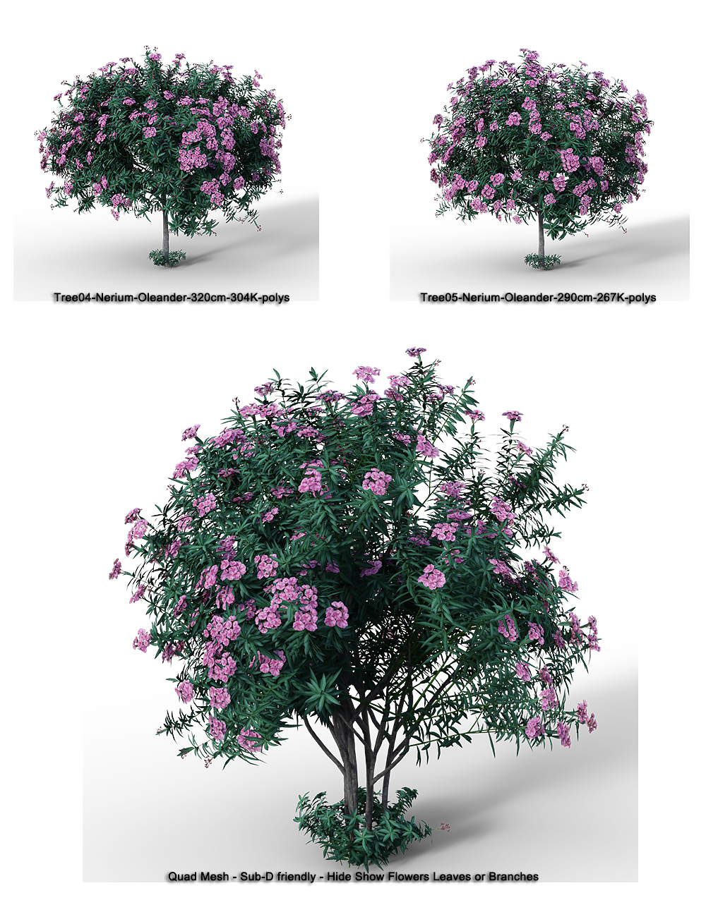 Nerium Oleander Nerium Oleander by: Whitemagus, 3D Models by Daz 3D