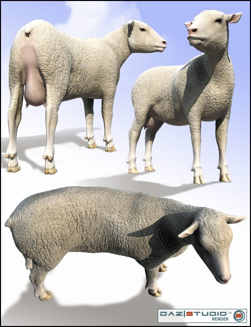 DAZ Sheep