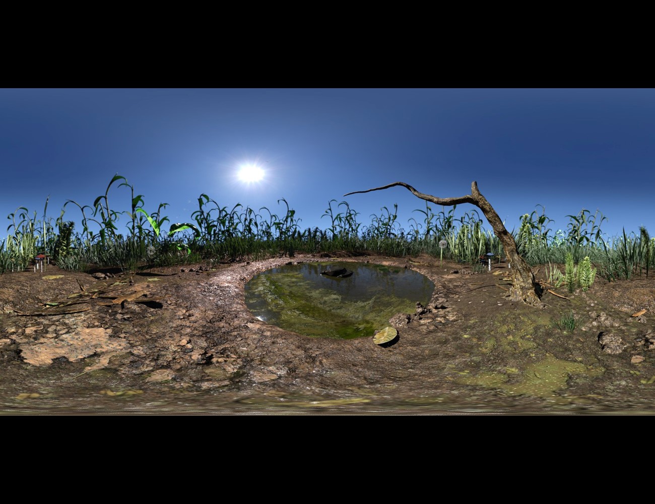 Amphibian Pond by: Alessandro_AM, 3D Models by Daz 3D