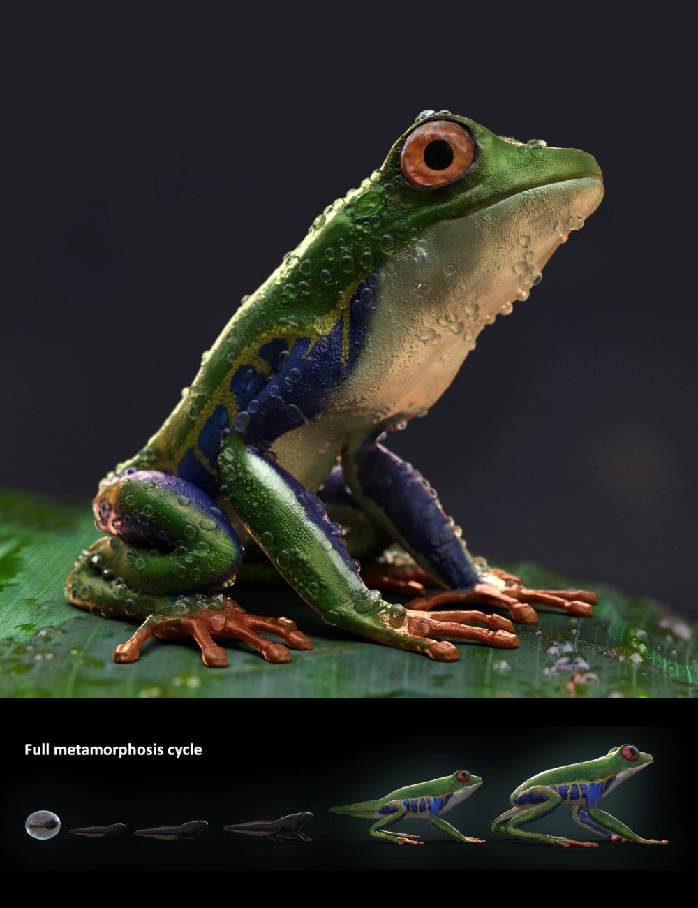 Amazon Tree Frogs and Tadpole by: Alessandro_AM, 3D Models by Daz 3D