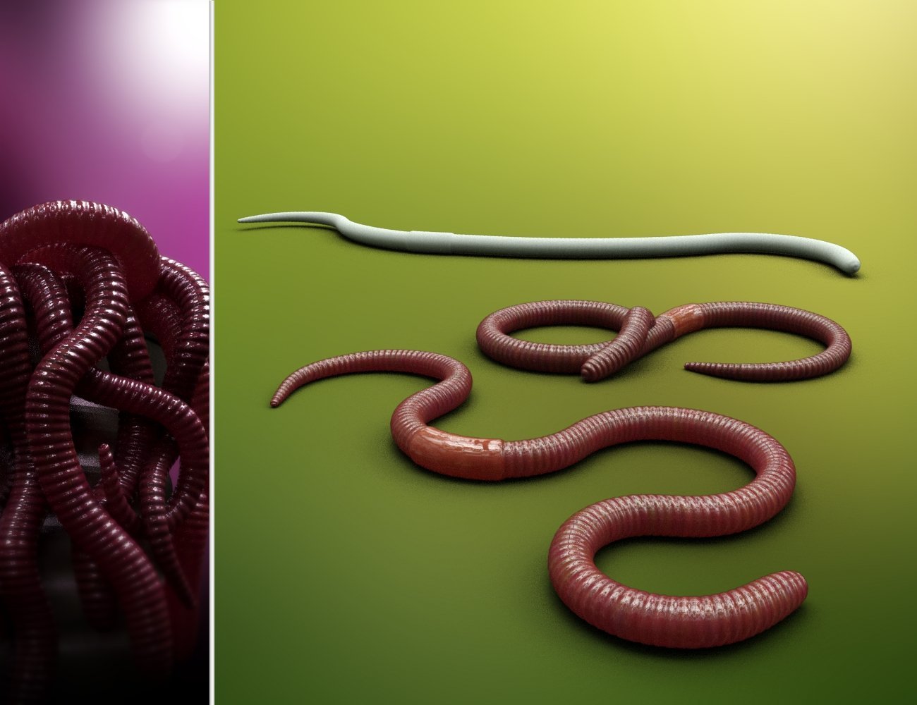 Worms by: Mechasar, 3D Models by Daz 3D