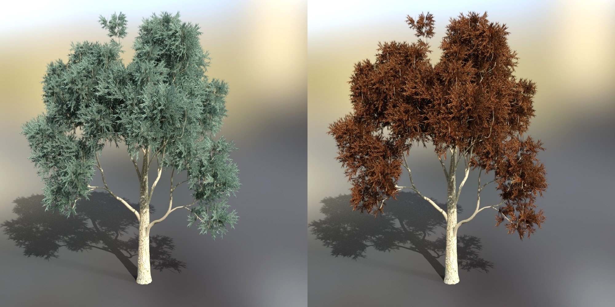 Iray Tree Pack by: JeffersonAF, 3D Models by Daz 3D